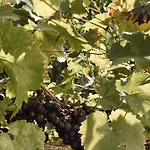 Moselflair Mit Direktem Blick Auf Mosel Und Weinberge Apartamento