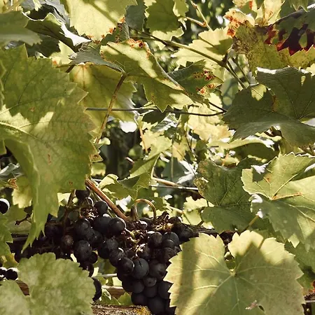 Moselflair Mit Direktem Blick Auf Mosel Und Weinberge Appartement