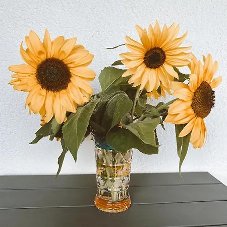 Moselflair Mit Direktem Blick Auf Mosel Und Weinberge *