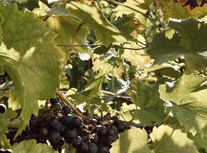 Moselflair Mit Direktem Blick Auf Mosel Und Weinberge Lägenhet