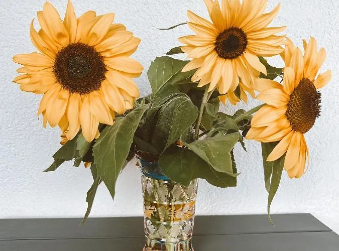 Moselflair Mit Direktem Blick Auf Mosel Und Weinberge *